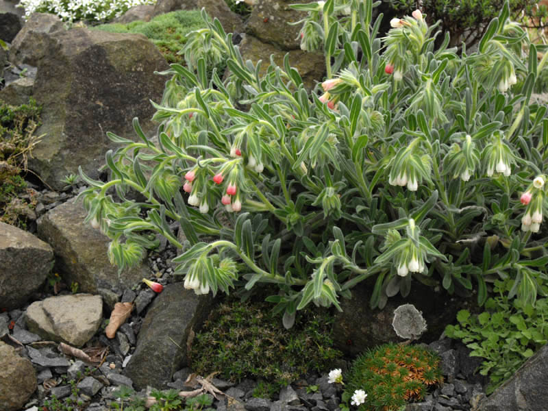 Onosma alborosea photo